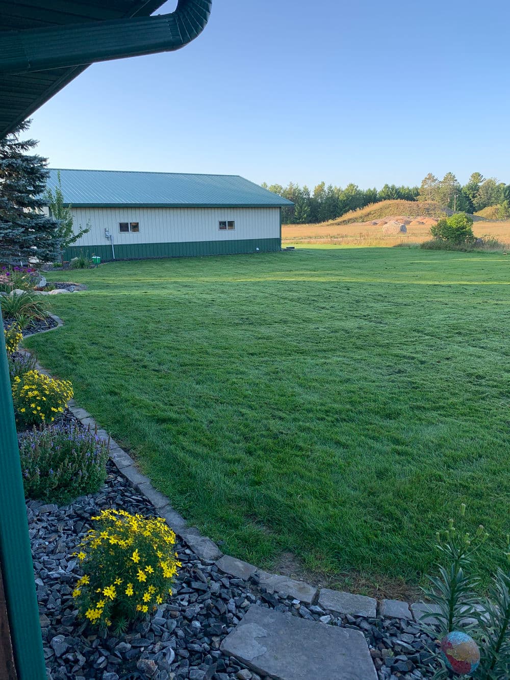 Lush green lawn with yellow flowers, stone pathway, and a barn in the background.