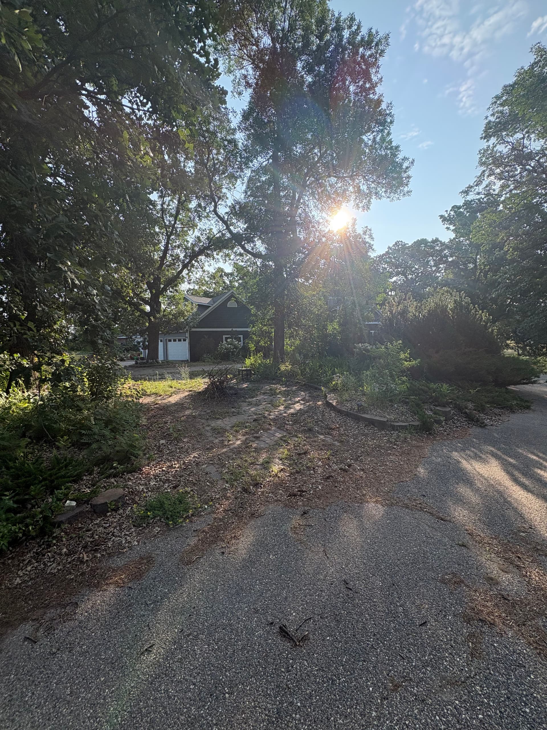 Gallery photos for Overgrown to Show-Ready with a Property Landscape Cleanup: Image #3